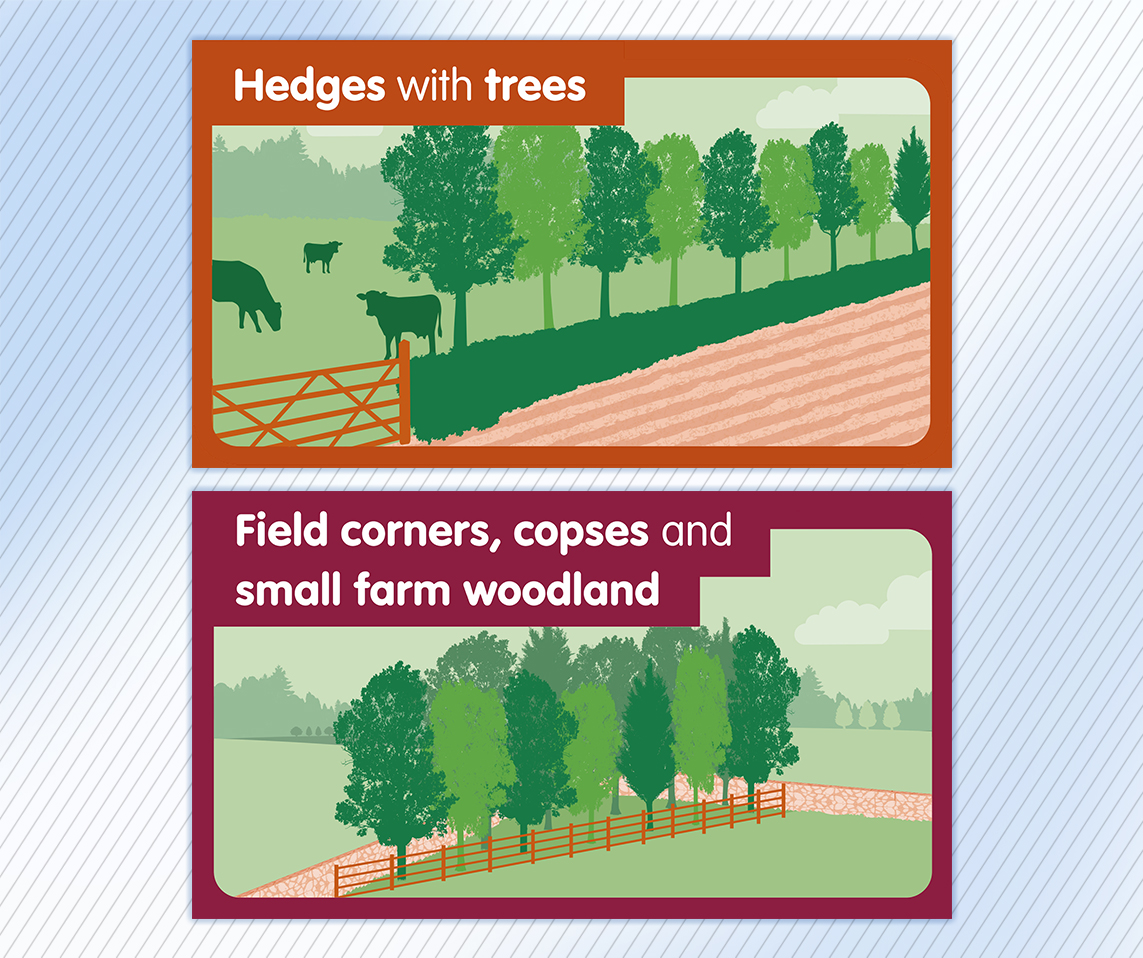 Forestry Commission Agroforestry leaflet illustrations